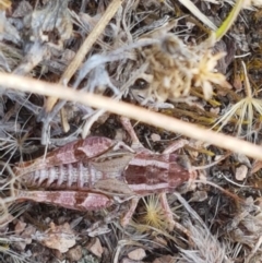 Brachyexarna lobipennis at Coree, ACT - 21 Jan 2021