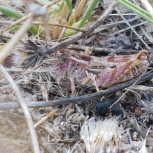 Brachyexarna lobipennis at Coree, ACT - 21 Jan 2021