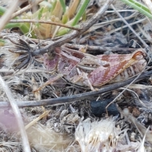 Brachyexarna lobipennis at Coree, ACT - 21 Jan 2021