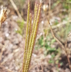 Chloris truncata (Windmill Grass) at Coree, ACT - 21 Jan 2021 by trevorpreston
