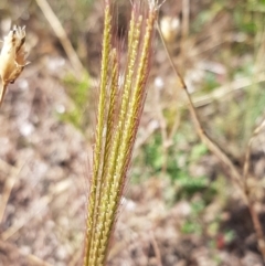 Chloris truncata (Windmill Grass) at Sherwood Forest - 21 Jan 2021 by tpreston