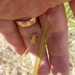 Chloris truncata at Coree, ACT - 21 Jan 2021 03:53 PM