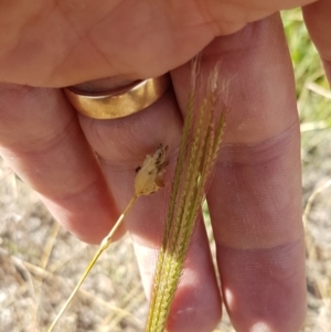 Chloris truncata at Coree, ACT - 21 Jan 2021