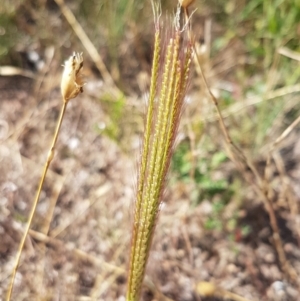 Chloris truncata at Coree, ACT - 21 Jan 2021