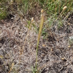 Chloris truncata at Coree, ACT - 21 Jan 2021