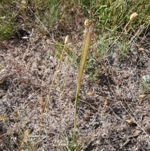 Chloris truncata at Coree, ACT - 21 Jan 2021