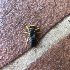 Bembix sp. (genus) (Unidentified Bembix sand wasp) at Albury - 21 Jan 2021 by Hendyks