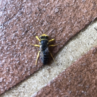 Bembix sp. (genus) (Unidentified Bembix sand wasp) at Thurgoona, NSW - 21 Jan 2021 by Hendyks