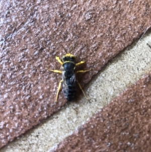 Bembix sp. (genus) at Thurgoona, NSW - 21 Jan 2021