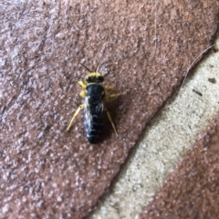 Bembix sp. (genus) at Thurgoona, NSW - 21 Jan 2021 05:54 PM