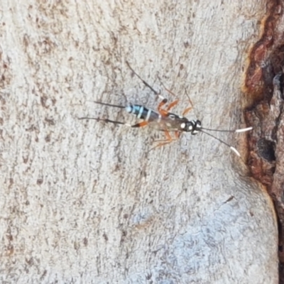Xanthocryptus novozealandicus (Lemon tree borer parasite wasp) at Coree, ACT - 21 Jan 2021 by trevorpreston