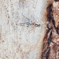 Xanthocryptus novozealandicus at Coree, ACT - 21 Jan 2021 04:04 PM