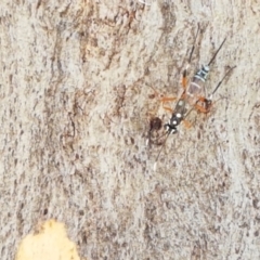 Xanthocryptus novozealandicus at Coree, ACT - 21 Jan 2021