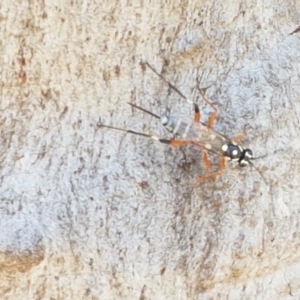 Xanthocryptus novozealandicus at Coree, ACT - 21 Jan 2021