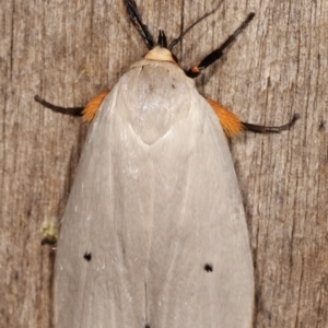 Maroga melanostigma at Melba, ACT - 11 Jan 2021