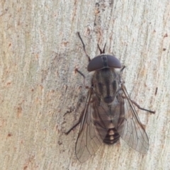 Dasybasis sp. (genus) (A march fly) at Sherwood Forest - 21 Jan 2021 by tpreston