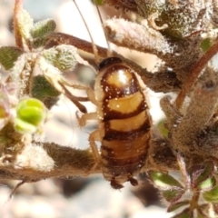 Robshelfordia simplex (Shelford's Western Cockroach) at Coree, ACT - 21 Jan 2021 by trevorpreston