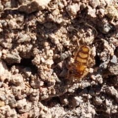 Robshelfordia simplex at Coree, ACT - 21 Jan 2021