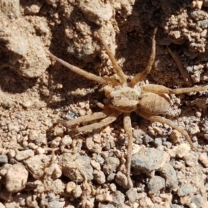 Lycosidae (family) at Uriarra Village, ACT - 21 Jan 2021