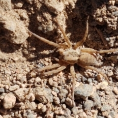 Unidentified Other hunting spider (TBC) at Sherwood Forest - 21 Jan 2021 by tpreston