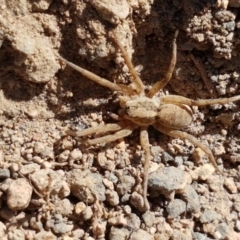 Lycosidae (family) at Uriarra Village, ACT - 21 Jan 2021