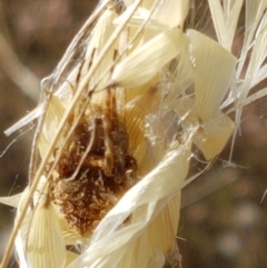 Backobourkia sp. (genus) (An orb weaver) at Sherwood Forest - 21 Jan 2021 by tpreston