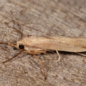 Calamidia hirta at Melba, ACT - 11 Jan 2021 10:43 PM