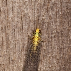 Italochrysa sp. (genus) at Melba, ACT - 10 Jan 2021 10:26 PM