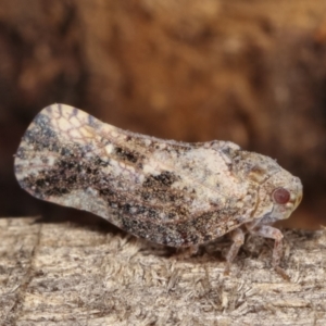 Massila sp. (genus) at Melba, ACT - 10 Jan 2021