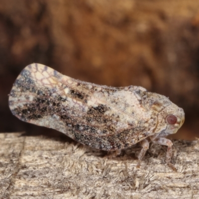 Massila sp. (genus) (Unidentified Massila planthopper) at Melba, ACT - 10 Jan 2021 by kasiaaus