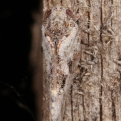 Massila sp. (genus) at Melba, ACT - 10 Jan 2021