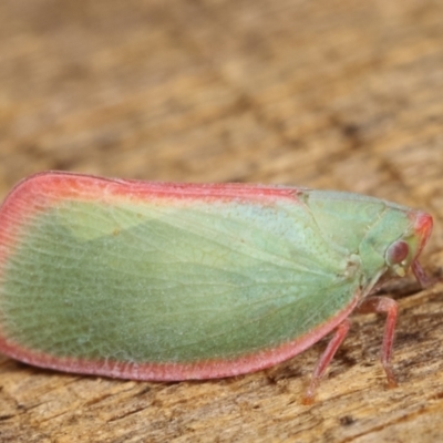 Siphanta sp. (genus) (Green planthopper, Torpedo bug) at Melba, ACT - 10 Jan 2021 by kasiaaus