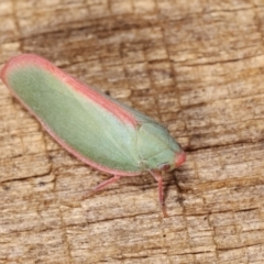 Siphanta sp. (genus) at Melba, ACT - 10 Jan 2021