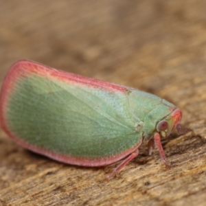 Siphanta sp. (genus) at Melba, ACT - 10 Jan 2021