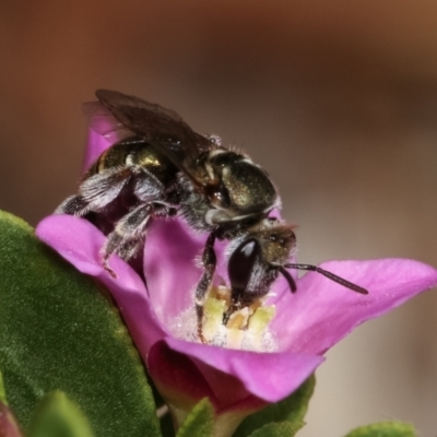 Lipotriches sp. (genus) (Halictid bee) at Bruce, ACT - 11 Jan 2021 by kasiaaus