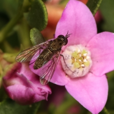 Geron sp. (genus) (Slender Bee Fly) at University of Canberra - 11 Jan 2021 by kasiaaus