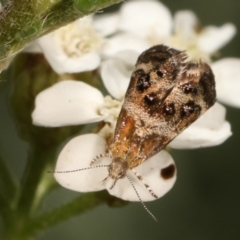 Tebenna micalis (Small Thistle Moth) at Bruce, ACT - 11 Jan 2021 by kasiaaus