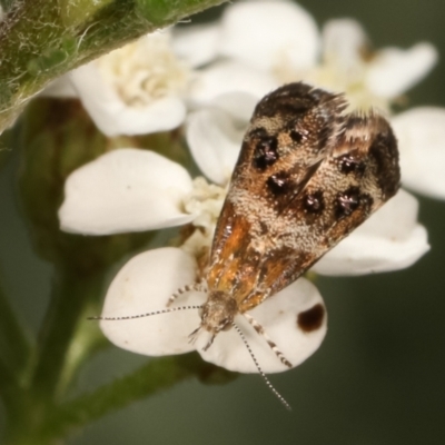 Tebenna micalis (Small Thistle Moth) at Bruce, ACT - 11 Jan 2021 by kasiaaus