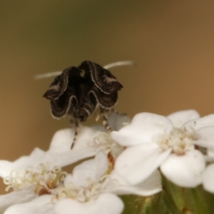 Tebenna micalis at Bruce, ACT - 11 Jan 2021 01:04 PM