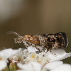 Tebenna micalis at Bruce, ACT - 11 Jan 2021 01:04 PM