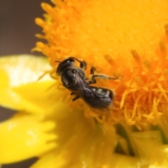 Lasioglossum (Chilalictus) sp. (genus & subgenus) (Halictid bee) at University of Canberra - 11 Jan 2021 by kasiaaus