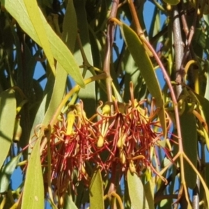 Amyema miquelii at Watson, ACT - 21 Jan 2021 06:20 PM