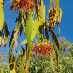 Amyema miquelii at Watson, ACT - 21 Jan 2021