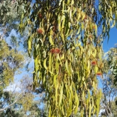 Amyema miquelii at Watson, ACT - 21 Jan 2021 06:20 PM