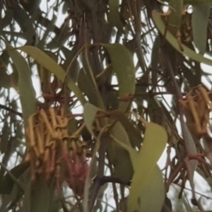 Amyema miquelii at Watson, ACT - 21 Jan 2021 06:20 PM