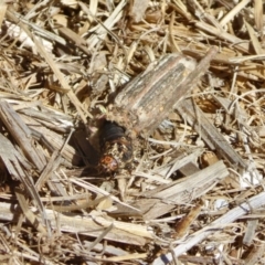 Clania (genus) (A case moth) at Yass River, NSW - 21 Jan 2021 by SenexRugosus