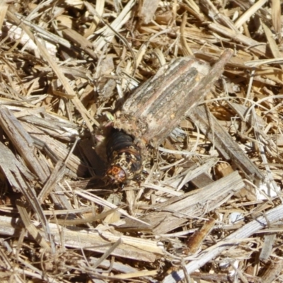 Clania (genus) (A case moth) at Yass River, NSW - 20 Jan 2021 by SenexRugosus