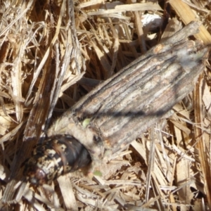 Clania (genus) at Yass River, NSW - 21 Jan 2021