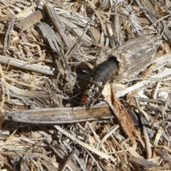 Clania (genus) at Yass River, NSW - 21 Jan 2021