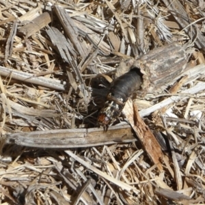 Clania (genus) at Yass River, NSW - 21 Jan 2021